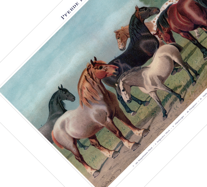 Das Poster von Pferden ist eine Vintage Lithographie aus Meyers Koversations-Lexikon aus dem Jahr 1890.