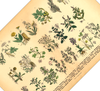 Dieses vintage Lithographie Poster von Arzneikräutern ist die zweite Illustration von 1886 der lithographischen Anstalt F.R. Schepperlen 1880 - 1886. Das Bild zeigt heimische, medizinische Pflanzen mit deutscher und lateinischer Bildunterschrift. 