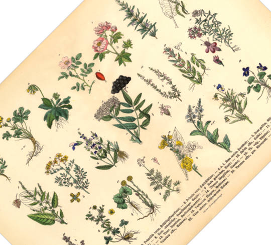 Dieses vintage Poster von Arzneikräutern ist die dritte botanische Illustration von 1886 der lithographischen Anstalt F.R. Schepperlen 1880 - 1886 und die ideale Deko für deine Küche oder Esszimmer. Das Bild zeigt heimische, medizinische Pflanzen mit deutscher und lateinischer Bildunterschrift. 