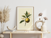 Auf diesem Bild siehst du wie diese botanische Illustration gerahmt aussehen würde.