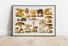 Dieses Bild zeigt dir die vintage Illustration von Pilzen wie sie gerahmt aussehen würde.