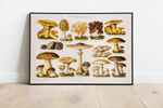 Dieses Bild zeigt dir die vintage Illustration von Pilzen wie sie gerahmt aussehen würde.