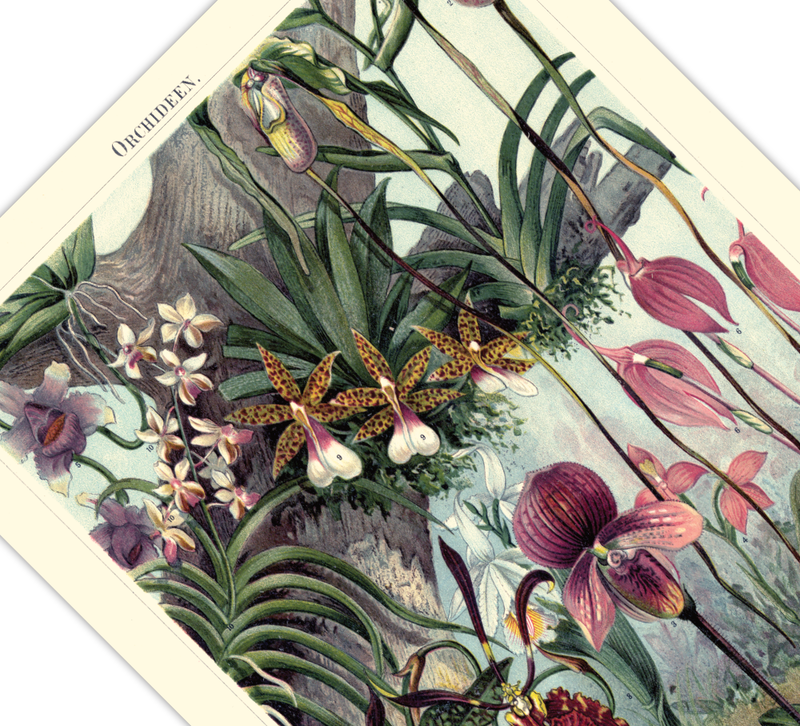Das antike Poster verschiedener Orchideen Arten ist eine Vintage Lithographie aus Meyers Koversations-Lexikon aus dem Jahr 1890. 