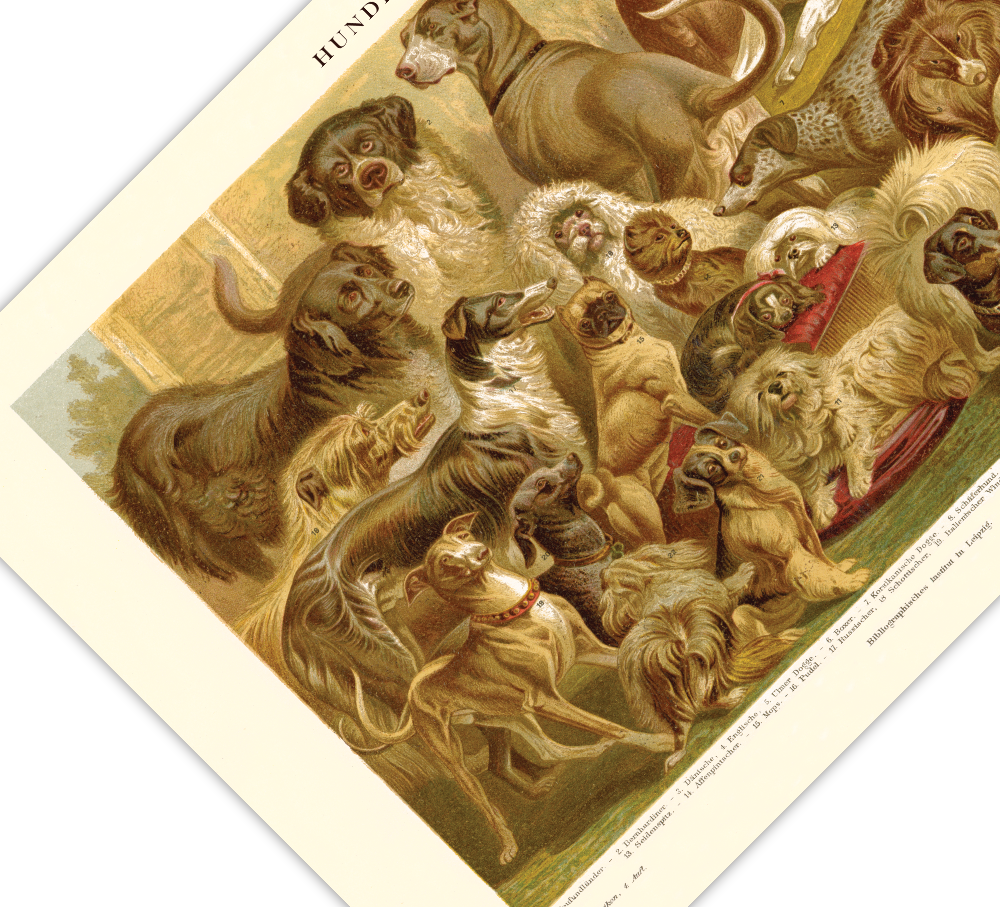 Das Poster von Hunden ist eine Vintage Lithographie aus Meyers Koversations-Lexikon aus dem Jahr 1890. 