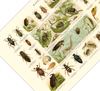 Das Poster von Käfern ist eine Vintage Lithographie aus Meyers Koversations-Lexikon aus dem Jahr 189