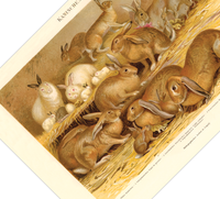 Das Poster von Kaninchen ist eine Vintage Lithographie aus Meyers Koversations-Lexikon aus dem Jahr 1890.