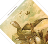 Das Poster von deutschen Raubvögeln ist eine Vintage Lithographie aus Meyers Koversations-Lexikon aus dem Jahr 1890. 