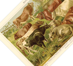 Das Poster von Rindern ist eine Vintage Lithographie aus Meyers Koversations-Lexikon aus dem Jahr 1890.