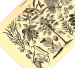 Das Poster von Arzneipflanzen ist eine Vintage Lithographie aus Meyers Koversations-Lexikon aus dem Jahr 1890 im viktorianischen Stil. 