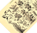 Das Poster von Arzneipflanzen ist eine Vintage Lithographie aus Meyers Koversations-Lexikon aus dem Jahr 1890 im viktorianischen Stil.