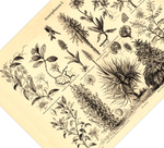 Das Poster von Arzneipflanzen ist eine Vintage Lithographie aus Meyers Koversations-Lexikon aus dem Jahr 1890 im viktorianischen Stil.