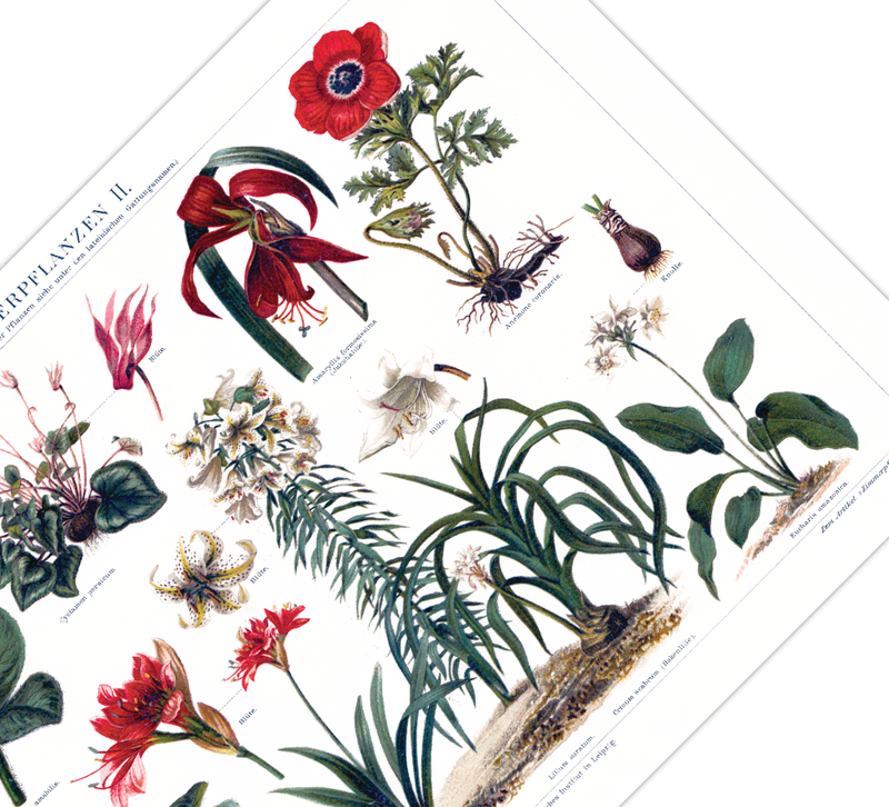 Das antike Poster verschiedener Zimmerpflanzen ist eine Vintage Lithographie aus Meyers Koversations-Lexikon aus dem Jahr 1890.