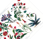 Das antike Poster verschiedener Zimmerpflanzen ist eine Vintage Lithographie aus Meyers Koversations-Lexikon aus dem Jahr 1890.
