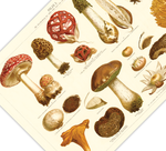 Das Poster von Pilzen ist eine Vintage Lithographie aus Meyers Koversations-Lexikon aus dem Jahr 1890 im viktorianischen Stil.