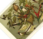 Das Poster von Vögeln (Kolibris) ist eine Vintage Lithographie aus Meyers Koversations-Lexikon aus dem Jahr 1890. 