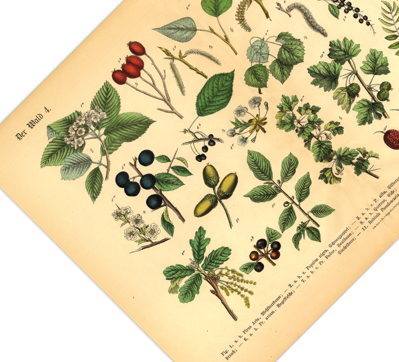 Wald Poster | Vintage Botanik Illustration 4