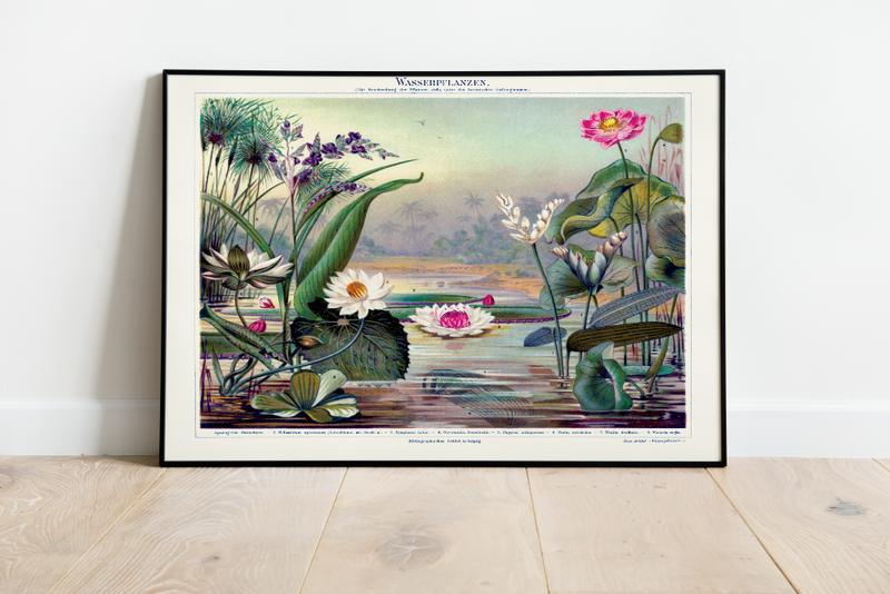 Das antike Poster verschiedener Wasserpflanzen Arten ist eine Vintage Lithographie aus Meyers Koversations-Lexikon aus dem Jahr 1890. 