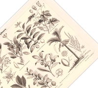 Das Poster von Genussmittelpflanzen ist eine Vintage Lithographie aus Meyers Koversations-Lexikon aus dem Jahr 1890 im viktorianischen Stil.