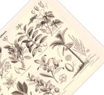 Das Poster von Genussmittelpflanzen ist eine Vintage Lithographie aus Meyers Koversations-Lexikon aus dem Jahr 1890 im viktorianischen Stil.