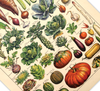 Dieses vintage Poster von Adolphe Philippe Millot zeigt dir alte Illustrationen von Obst und Gemüse auf Französisch.