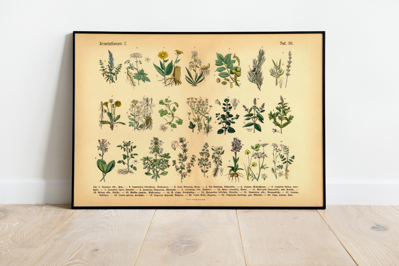 Dieses vintage Lithographie Poster von Arzneikräutern ist die zweite Illustration von 1886 der lithographischen Anstalt F.R. Schepperlen 1880 - 1886. Das Bild zeigt heimische, medizinische Pflanzen mit deutscher und lateinischer Bildunterschrift. 