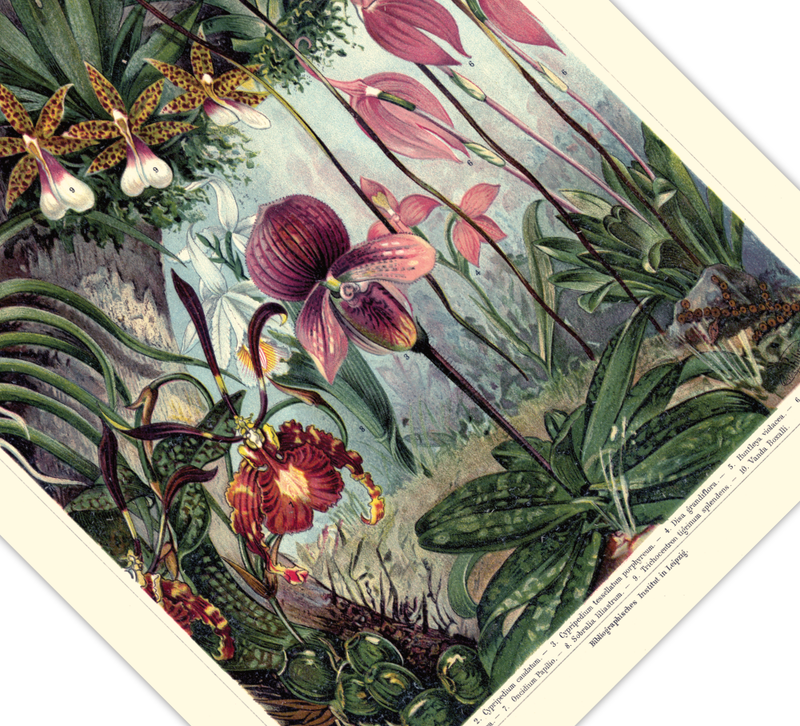 Das antike Poster verschiedener Orchideen Arten ist eine Vintage Lithographie aus Meyers Koversations-Lexikon aus dem Jahr 1890. 