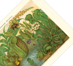 Das Poster von Insektenfressenden Pflanzen ist eine Vintage Lithographie aus Meyers Koversations-Lexikon aus dem Jahr 1890 im viktorianischen Stil. 