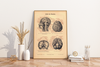 Das Poster eines menschlichen Hirns ist eine Vintage Lithographie aus Meyers Koversations-Lexikon aus dem Jahr 1890.