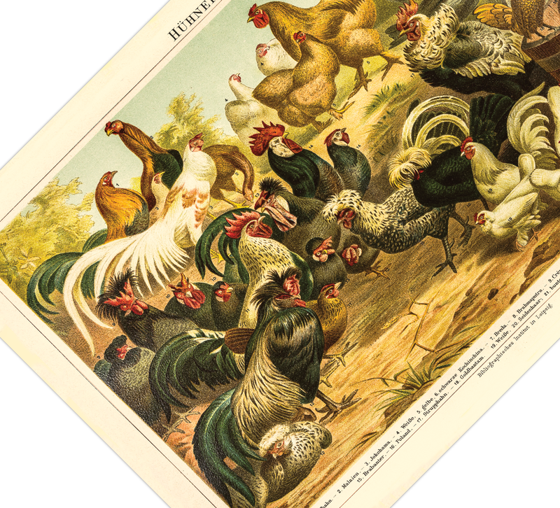 Dieses vintage Lithographie Poster von Hühner auf einem Hof ist eine Illustration/ Chromolithographie von 1906 des Bibliographischen Instituts in Leipzig. 