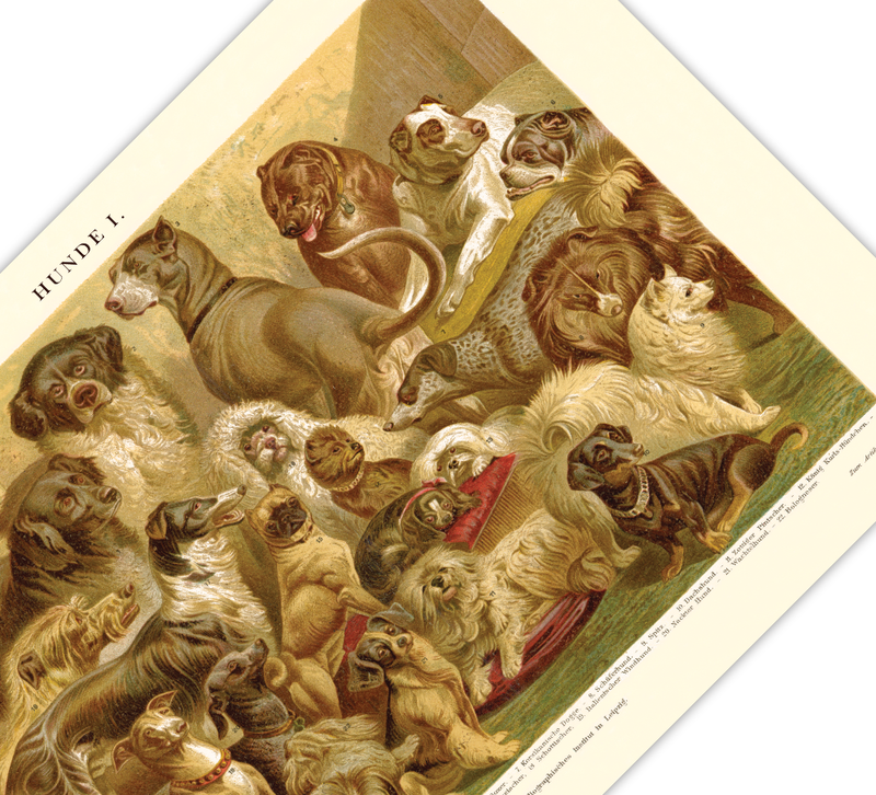 Das Poster von Hunden ist eine Vintage Lithographie aus Meyers Koversations-Lexikon aus dem Jahr 1890. 