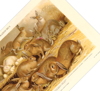 Das Poster von Kaninchen ist eine Vintage Lithographie aus Meyers Koversations-Lexikon aus dem Jahr 1890.