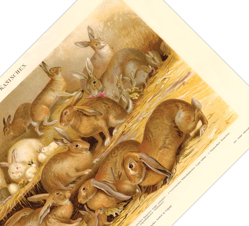 Das Poster von Kaninchen ist eine Vintage Lithographie aus Meyers Koversations-Lexikon aus dem Jahr 1890.