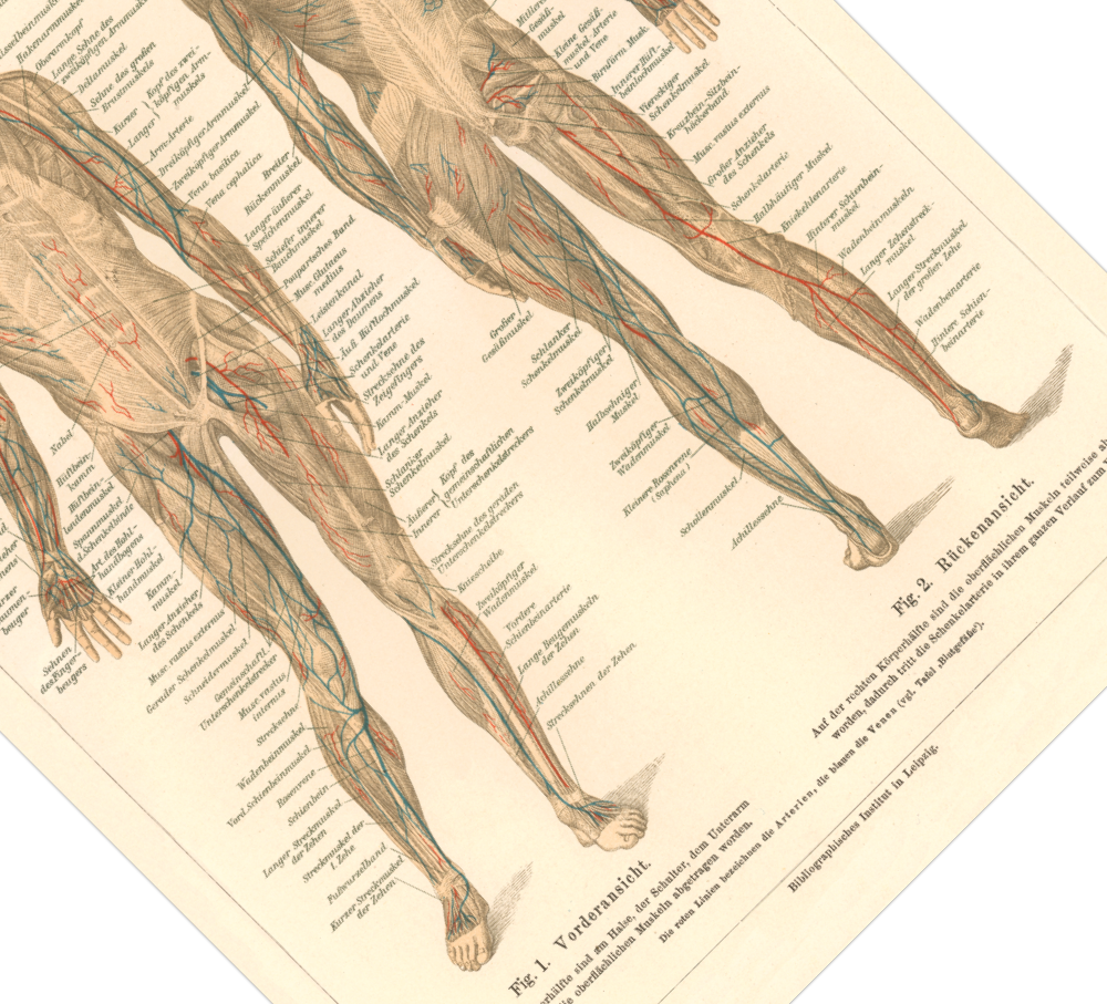 Das medizinische Poster der Muskeln des Menschen ist eine Vintage Lithographie aus Meyers Koversations-Lexikon aus dem Jahr 1890. 