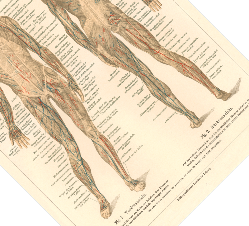 Das medizinische Poster der Muskeln des Menschen ist eine Vintage Lithographie aus Meyers Koversations-Lexikon aus dem Jahr 1890. 