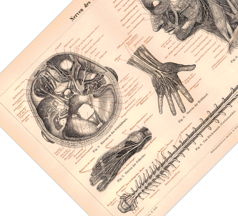 Das medizinische Poster der Nerven des Menschen ist eine Vintage Lithographie aus Meyers Koversations-Lexikon aus dem Jahr 1890.