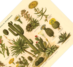 Das Poster von Kakteen etc. (Fettpflanzen) ist eine Vintage Lithographie aus Meyers Koversations-Lexikon aus dem Jahr 1890 im viktorianischen Stil. 