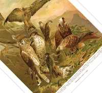 Das Poster von deutschen Raubvögeln ist eine Vintage Lithographie aus Meyers Koversations-Lexikon aus dem Jahr 1890. 