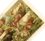 Das Poster von Rindern ist eine Vintage Lithographie aus Meyers Koversations-Lexikon aus dem Jahr 1890.