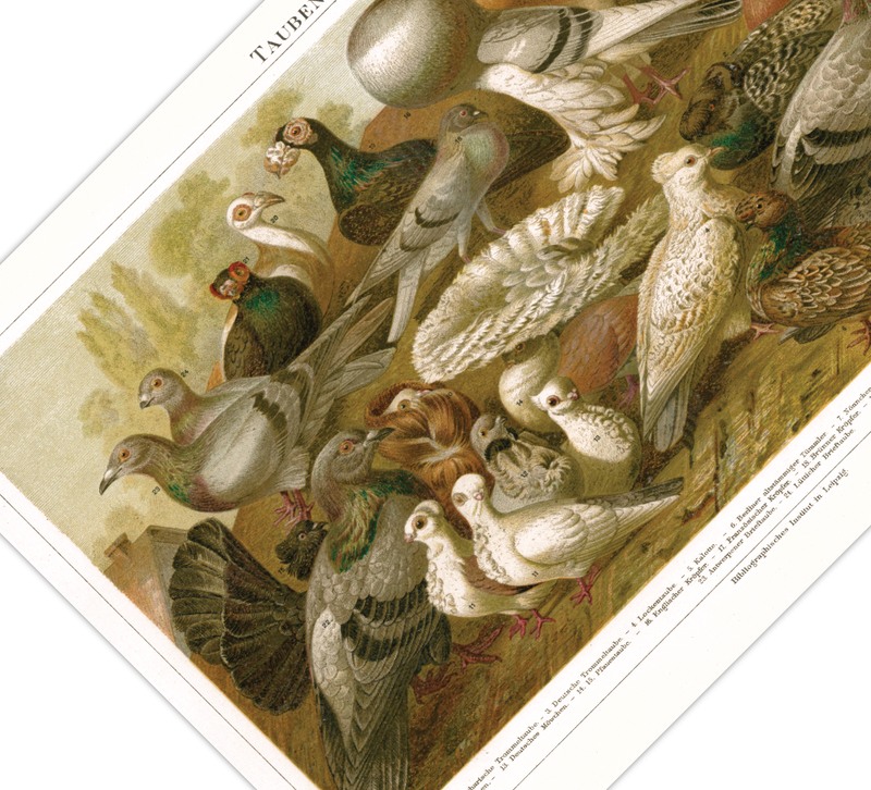 Das Poster von Tauben ist eine Vintage Lithographie aus Meyers Koversations-Lexikon aus dem Jahr 1890. 