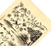 Das Poster von Arzneipflanzen ist eine Vintage Lithographie aus Meyers Koversations-Lexikon aus dem Jahr 1890 im viktorianischen Stil.