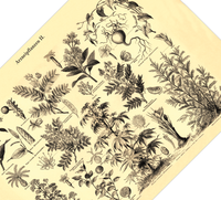 Das Poster von Arzneipflanzen ist eine Vintage Lithographie aus Meyers Koversations-Lexikon aus dem Jahr 1890 im viktorianischen Stil.