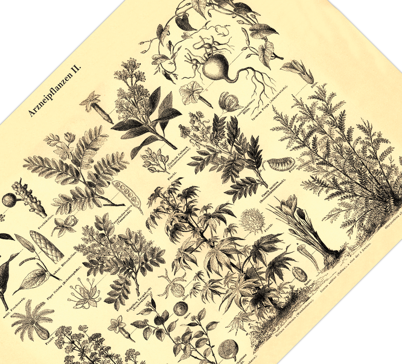 Das Poster von Arzneipflanzen ist eine Vintage Lithographie aus Meyers Koversations-Lexikon aus dem Jahr 1890 im viktorianischen Stil.