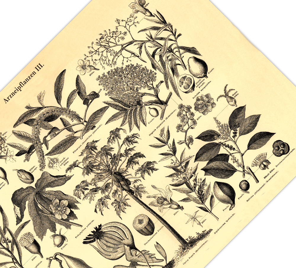 Das Poster von Arzneipflanzen ist eine Vintage Lithographie aus Meyers Koversations-Lexikon aus dem Jahr 1890 im viktorianischen Stil. 