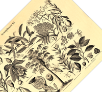 Das Poster von Arzneipflanzen ist eine Vintage Lithographie aus Meyers Koversations-Lexikon aus dem Jahr 1890 im viktorianischen Stil. 