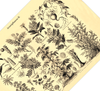 Das Poster von Arzneipflanzen ist eine Vintage Lithographie aus Meyers Koversations-Lexikon aus dem Jahr 1890 im viktorianischen Stil.