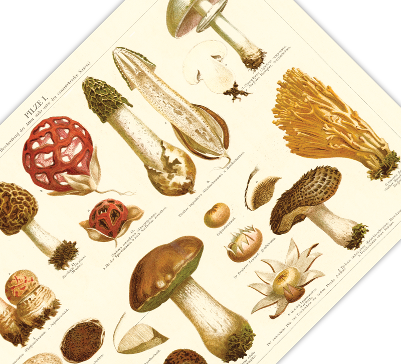 Das Poster von Pilzen ist eine Vintage Lithographie aus Meyers Koversations-Lexikon aus dem Jahr 1890 im viktorianischen Stil.