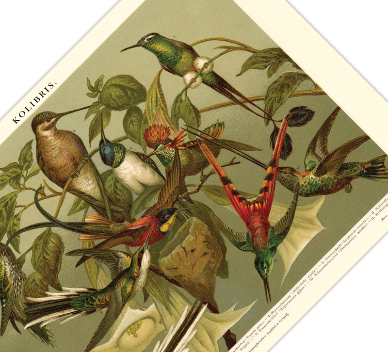 Das Poster von Vögeln (Kolibris) ist eine Vintage Lithographie aus Meyers Koversations-Lexikon aus dem Jahr 1890. 