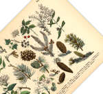 Wald Poster | Vintage Botanik Illustration 3