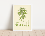 Das Poster zeigt eine Cannabis oder Marihuana Pflanze. Die botanische Illustration zeigt die unterschiedlichen Stadien der Aufzucht.