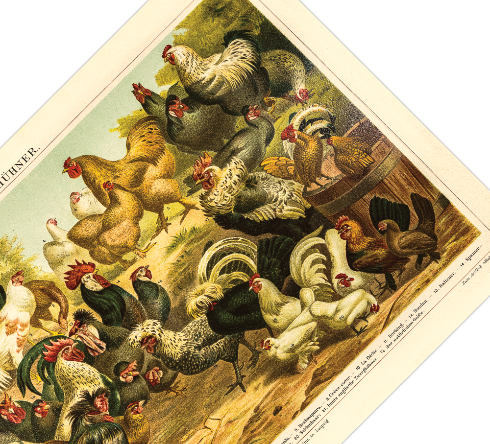 Dieses vintage Lithographie Poster von Hühner auf einem Hof ist eine Illustration/ Chromolithographie von 1906 des Bibliographischen Instituts in Leipzig. 